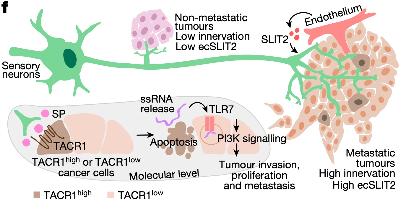 Graphical abstract